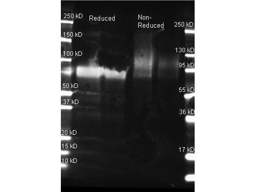 gox / Glucose Oxidase Antibody
