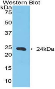 CASP9 / Caspase 9 Antibody (aa1-200)