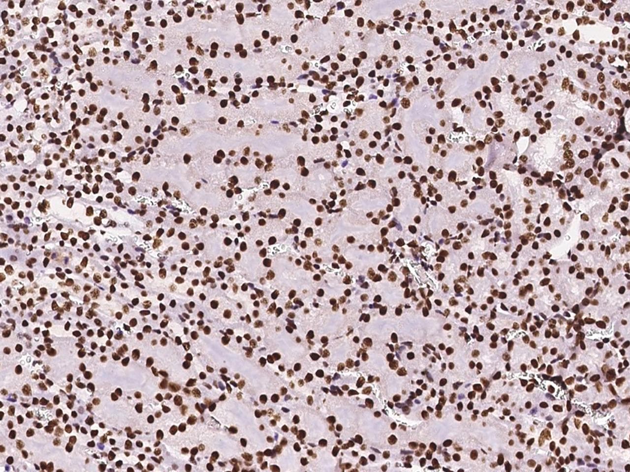 DZIP1 Antibody
