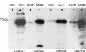 IHC-plus™ AIRE Antibody (aa102-115)