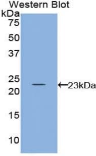 IL-10 Antibody (aa19-178)