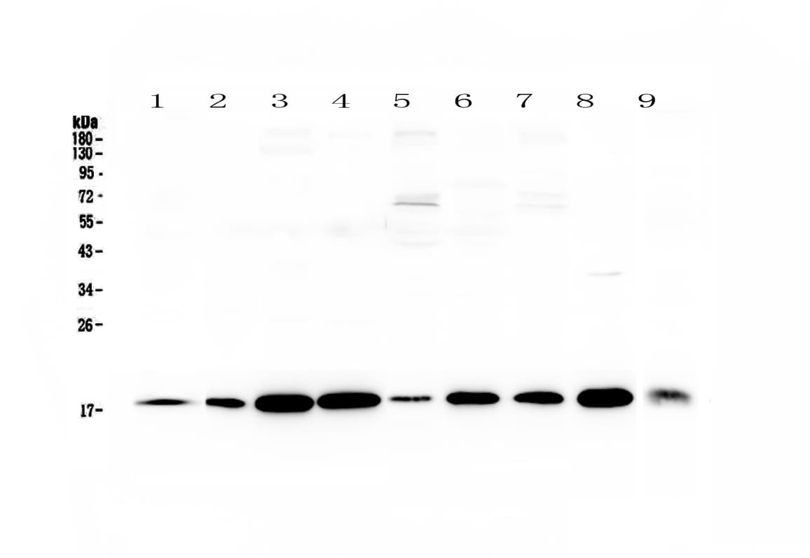 LIF Antibody