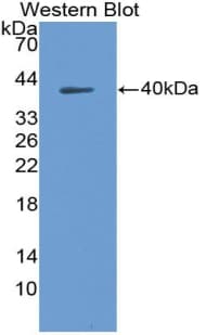 CCL22 / MDC Antibody (aa27-92)