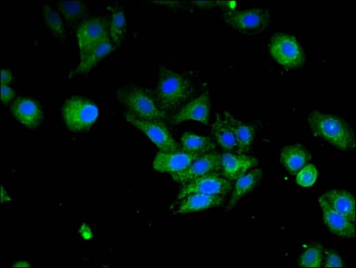 IFI44L Antibody