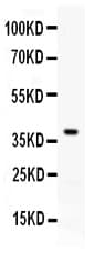 Polyclonal Rabbit anti-Mouse CD274 / B7-H1 / PD-L1 Antibody (WB)