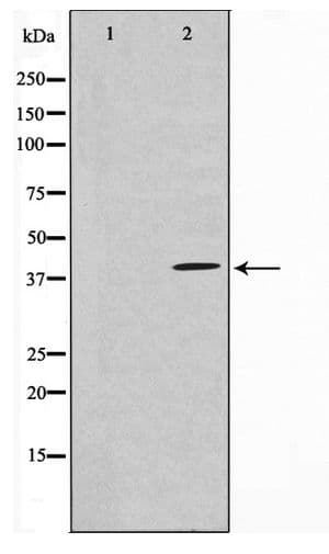 Polyclonal Rabbit anti-Human HEXIM1 Antibody (IF, WB)