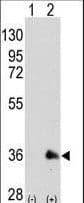 SOX2 Antibody (clone 57CT23.3.4)