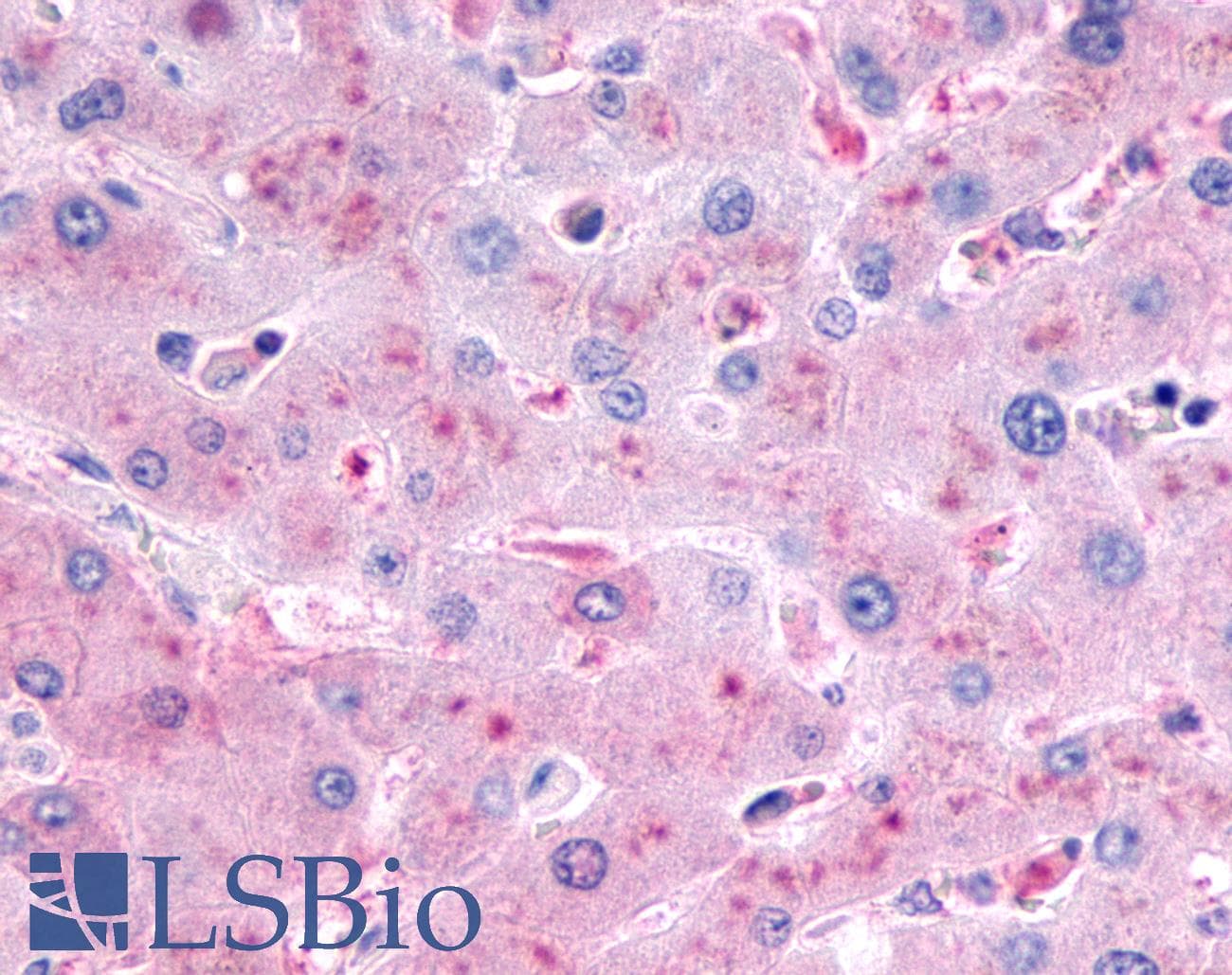 PathPlus™ GCGR / Glucagon Receptor Antibody (N-Terminus)