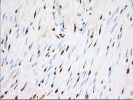 ERIC-1 / TACC3 Antibody (clone OTI8F6, Carrier-free)