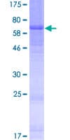 Human DCAF4L2 Protein (Recombinant GST)