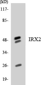 IHC-plus™ IRX2 Antibody (aa208-257)