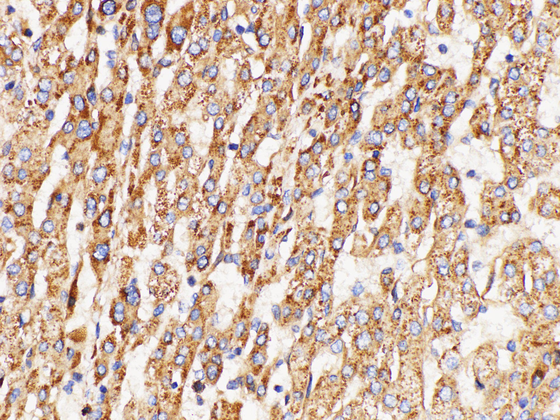 GPNMB / Osteoactivin Antibody