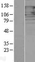 PCDH1 / PCD1 Protein (Over-Expression Lysate Myc-DDK (Flag))