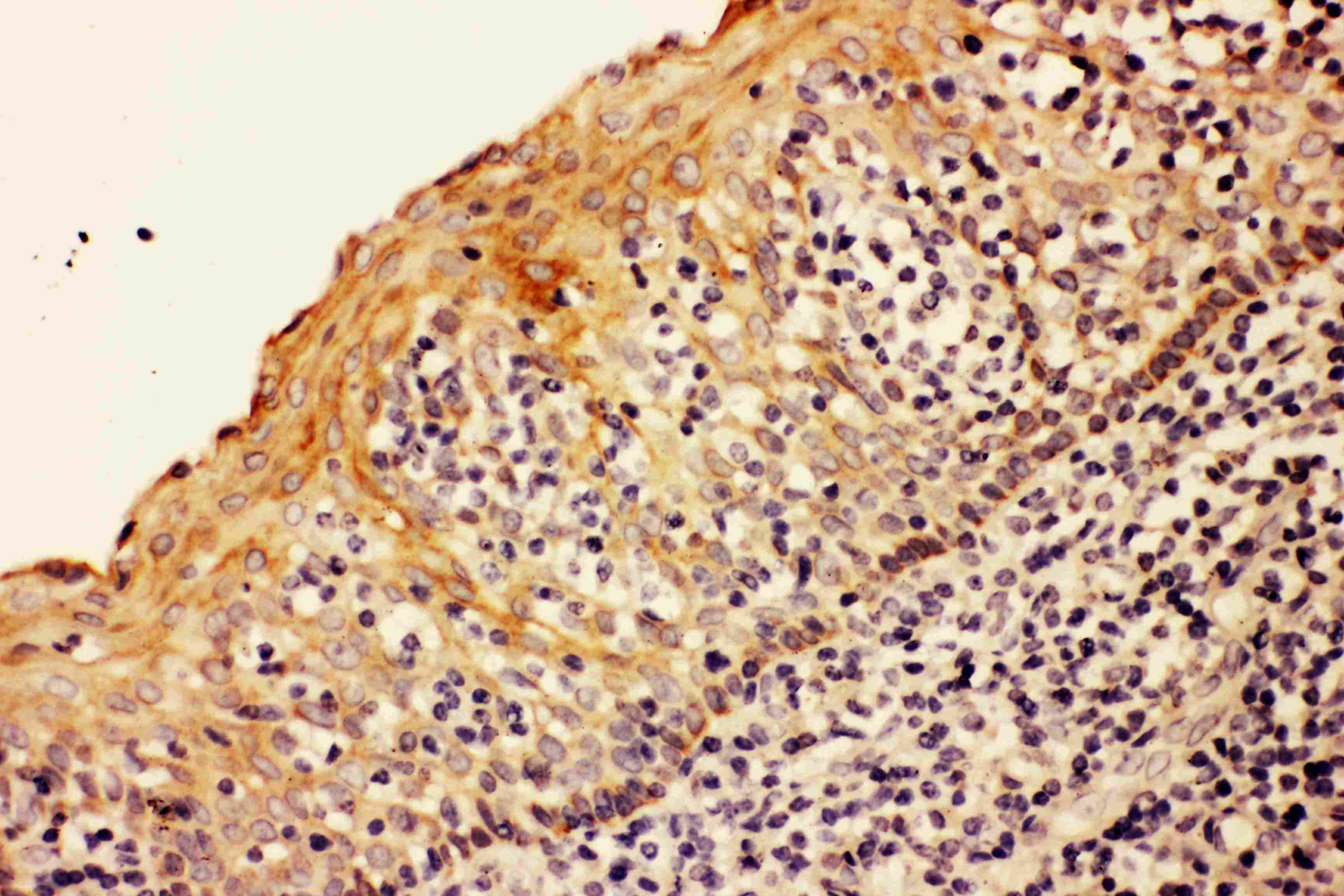 CASP8 / Caspase 8 Antibody (aa257-277)