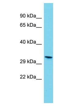 Olr806 Antibody (aa221-270)