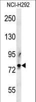 LPPR3 Antibody (aa316-344)