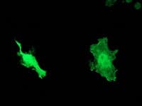 DNAJB1 / Hsp40 Antibody (clone OTI1E9)
