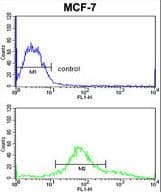 ZYG11A Antibody (aa71-97)