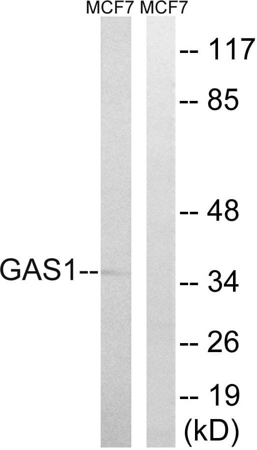Polyclonal Rabbit anti-Human GAS1 Antibody (WB)