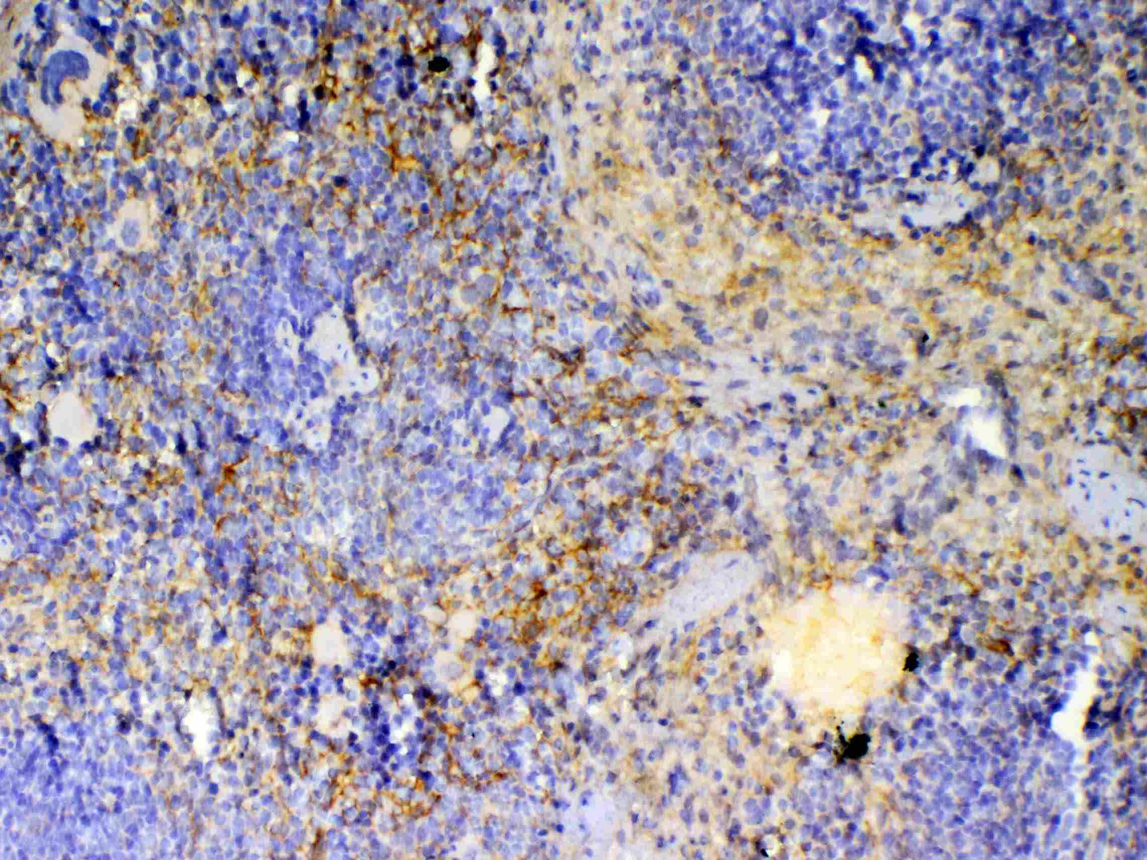 ICOS / CD278 Antibody