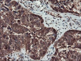 SERPINB1 Antibody (clone OTI4B3)