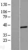 SLC45A3 / Prostein / p501S Protein (Over-Expression Lysate Myc-DDK (Flag))