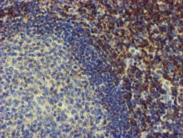 NMT2 Antibody (clone OTI2A5)
