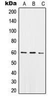 SNX4 Antibody (Internal)