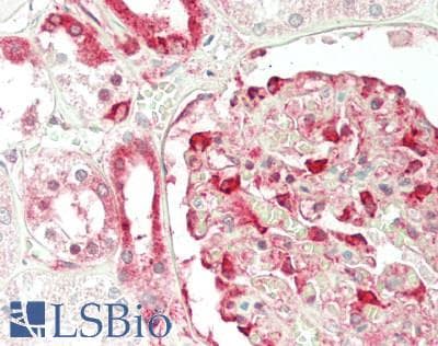 IHC-plus™ SEPT9 / Septin 9 Antibody