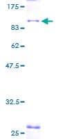 Human POLR3C Protein (Recombinant GST)