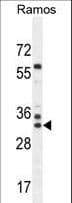 FAM133A Antibody (aa29-57)