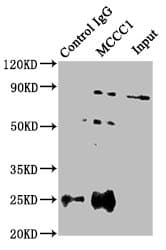 MCCC1 Antibody