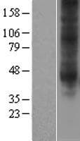 ADORA3 / Adenosine A3 Receptor Protein (Over-Expression Lysate Myc-DDK (Flag))