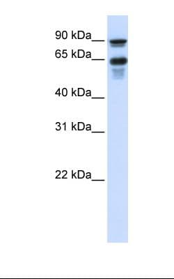 VGF Antibody (aa398-447)