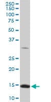 RPL36A / Ribosomal Protein L36 Antibody (clone 5F8)