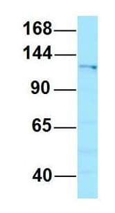 CTR9 Antibody (aa1055-1104)