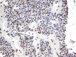 APEX1 / APE1 Antibody (clone OTI1H9)