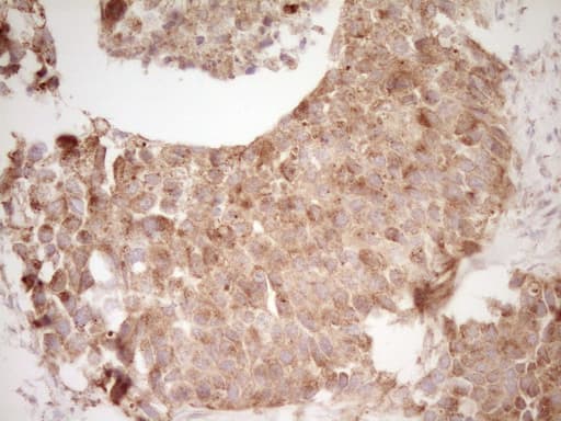 CD40 Antibody (aa21-166, clone OTI8B8)