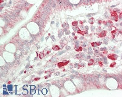 IHC-plus™ C1orf151 Antibody (clone 4H7)