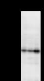 Monoclonal Mouse anti-Human PRKRA / PACT Antibody (clone 2830C1a, WB)