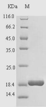 Cow LL37 / Cathelicidin Protein (Recombinant 6His-SUMO, N-terminus)