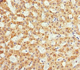 NDE1 Antibody