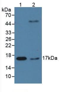ppiA Antibody