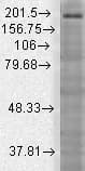 SHANK3 Antibody (aa840-857, clone S69-46)