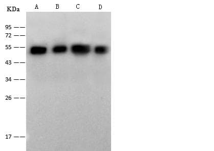 ENO2 / NSE Antibody (Preservative Free)