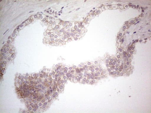 CD275 / B7-H2 / ICOS Ligand Antibody (clone OTI2C5)
