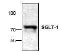 IHC-plus™ SLC5A1 / SGLT1 Antibody