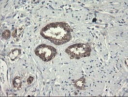 POLR3C Antibody (clone OTI2H1)