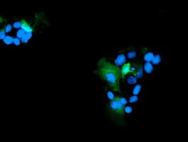 RNH1 Antibody (clone OTI1B7)