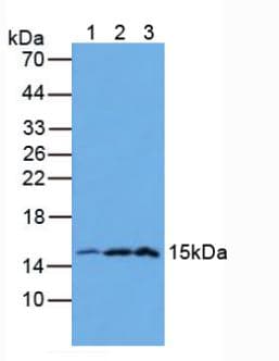 LGALS2 / Galectin 2 Antibody (aa1-132)